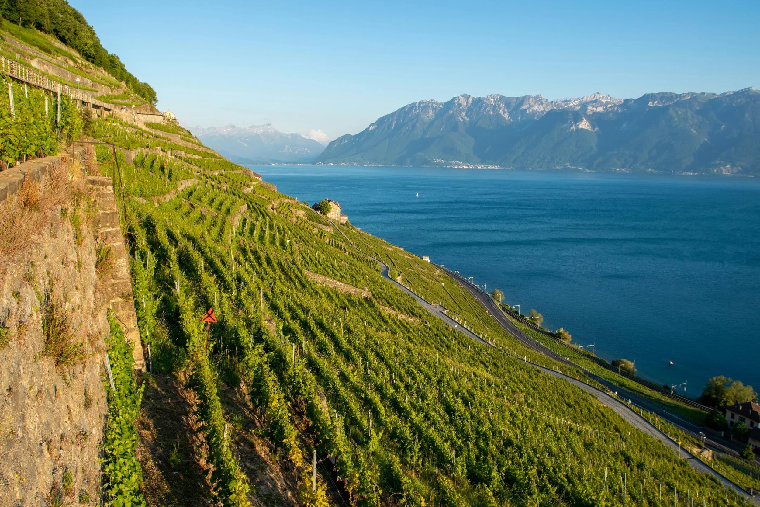 Terraced vineyards of Lavaux above Lake Geneva